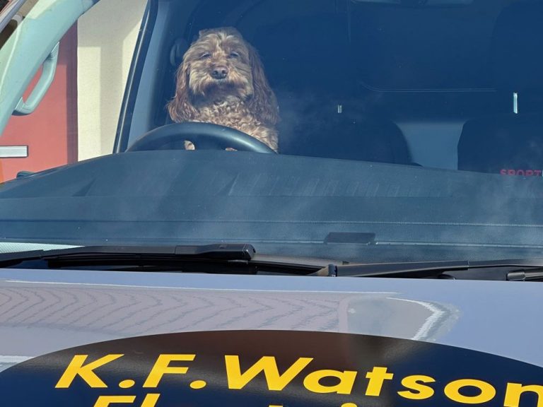 K.F. Watson's dog sitting in one of our vans at the steering wheel